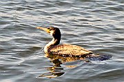 Cormorants' Sanctuary