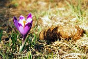 Crocuses